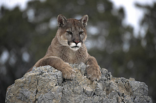 cougar, felis concolor, resting on rock. uinta national forest. utah. - cougar animal stock pictures, royalty-free photos & images