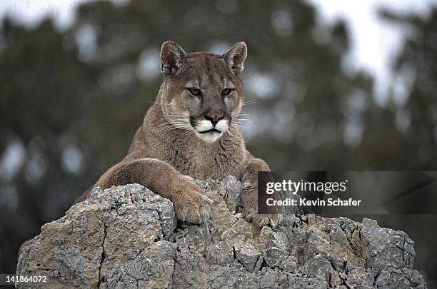 cougar, felis concolor, resting on rock. uinta national forest. utah. - panther - fotografias e filmes do acervo