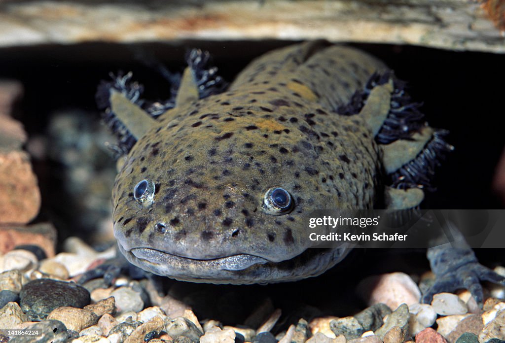 Neoteny Neoteny Axilotels Axolotl Ambystoma Mexicanum Example Of Neoteny High-Res Stock Photo ...