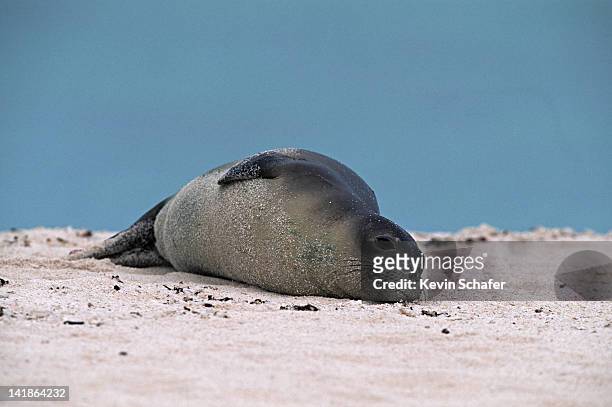 hawaiian monk seal, monachus schauinslandi, resting on sand; midway atoll; nw hawaiian isl; endangered - midway atoll bildbanksfoton och bilder