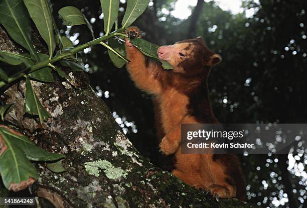 matschies tree kangaroo (dendrolagus matschiei). feeding on vegetation. endangered. huon peninsula, papua new guinea. - papoea nieuw guinea stockfoto's en -beelden