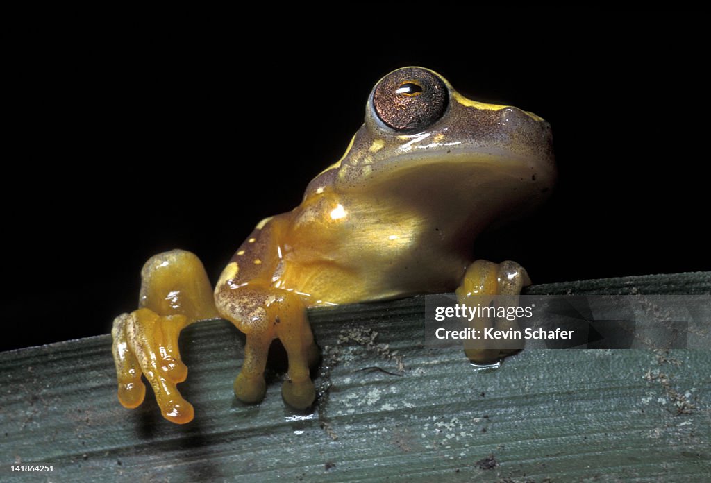 Hourglass Tree frog (Hyla ebraccata); Mindo-Nambillo Reserve, Western Andes, Ecuador
