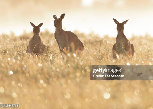 kangaroo silhouette - canguro gris fotografías e imágenes de stock