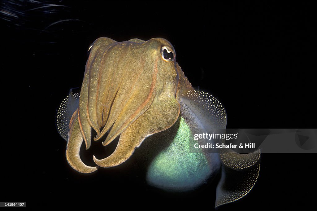 Common Cuttlefish, Sepia officinalis