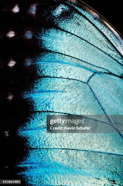 butterfly wing (morpho peleides) costa rica. - morpho butterfly stock-fotos und bilder