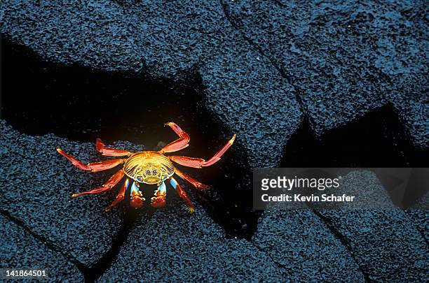 sally lightfoot crab on basalt rocks, galapagos islands, ecuador - îles galapagos photos et images de collection