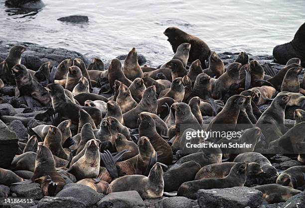 fur seal rookery. st. paul (pribilof), ak - rookery stock-fotos und bilder