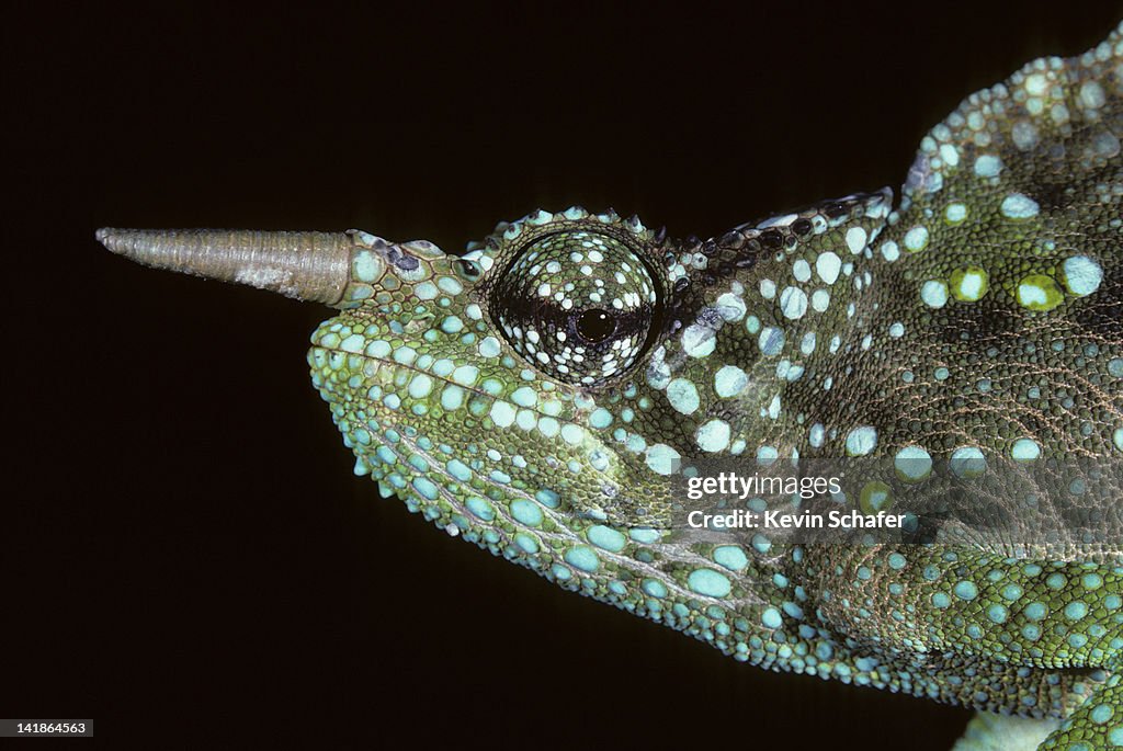 Closeup of male Mountain Horned Chameleon, Chamaeleo montium, Cameroon, Africa