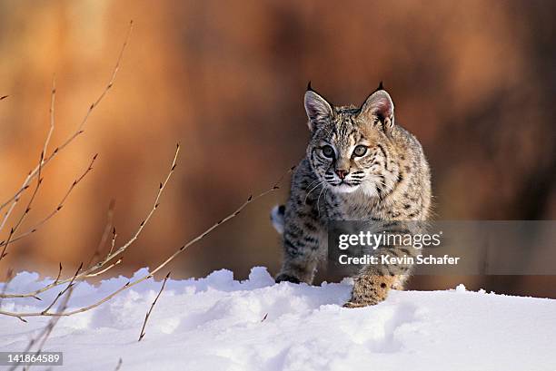 bobcat, felis rufus, walking in snow, uinta national forest, utah, usa - lynx stock pictures, royalty-free photos & images