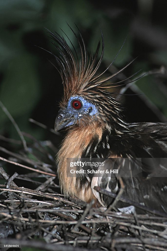 Hoatzin in nest, portrait. Opisthocomus hoatzin. Llanos, Venezuela