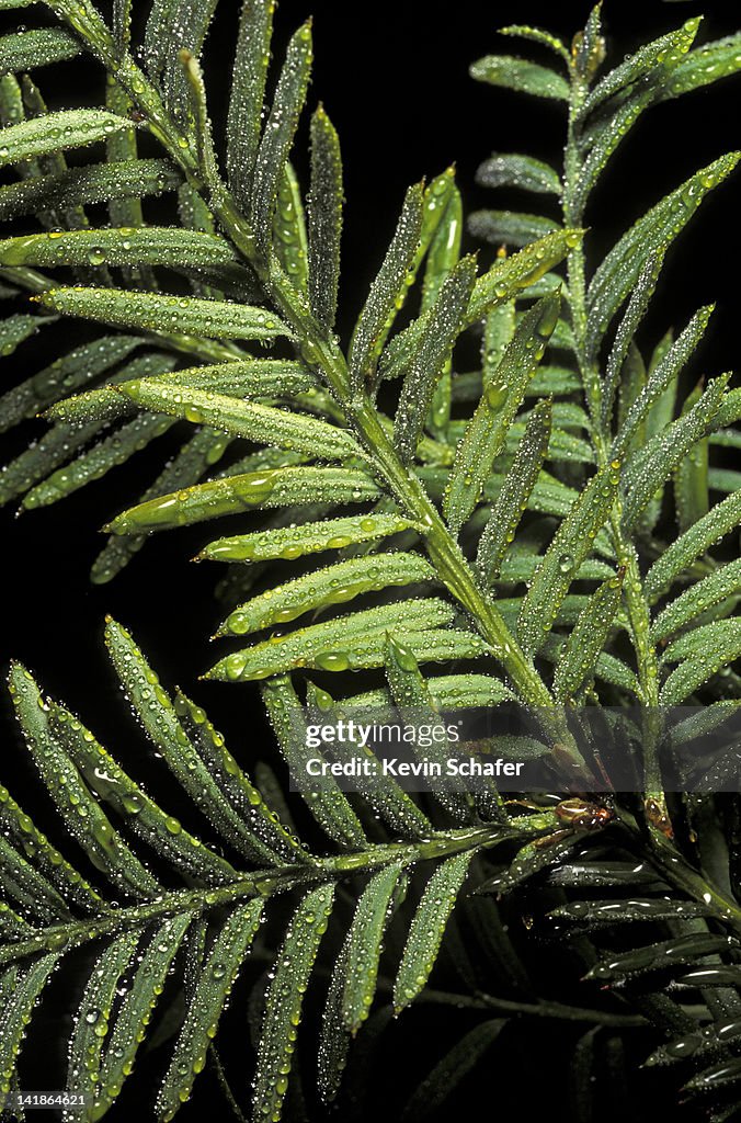 Pacific Yew, Taxus brevifolia. Closeup of branch. Olympic NP. Washington