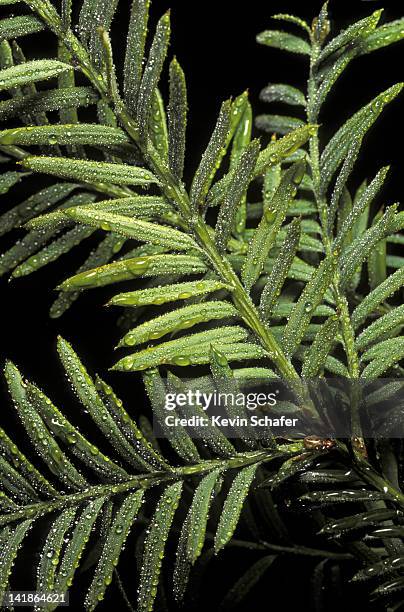 pacific yew, taxus brevifolia. closeup of branch. olympic np. washington - yew tree stock pictures, royalty-free photos & images