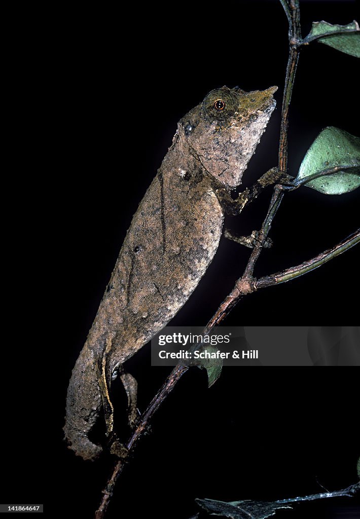 Portrait of a Pygmy Chameleon, Brookesia spectrum, Cameroon. West Africa