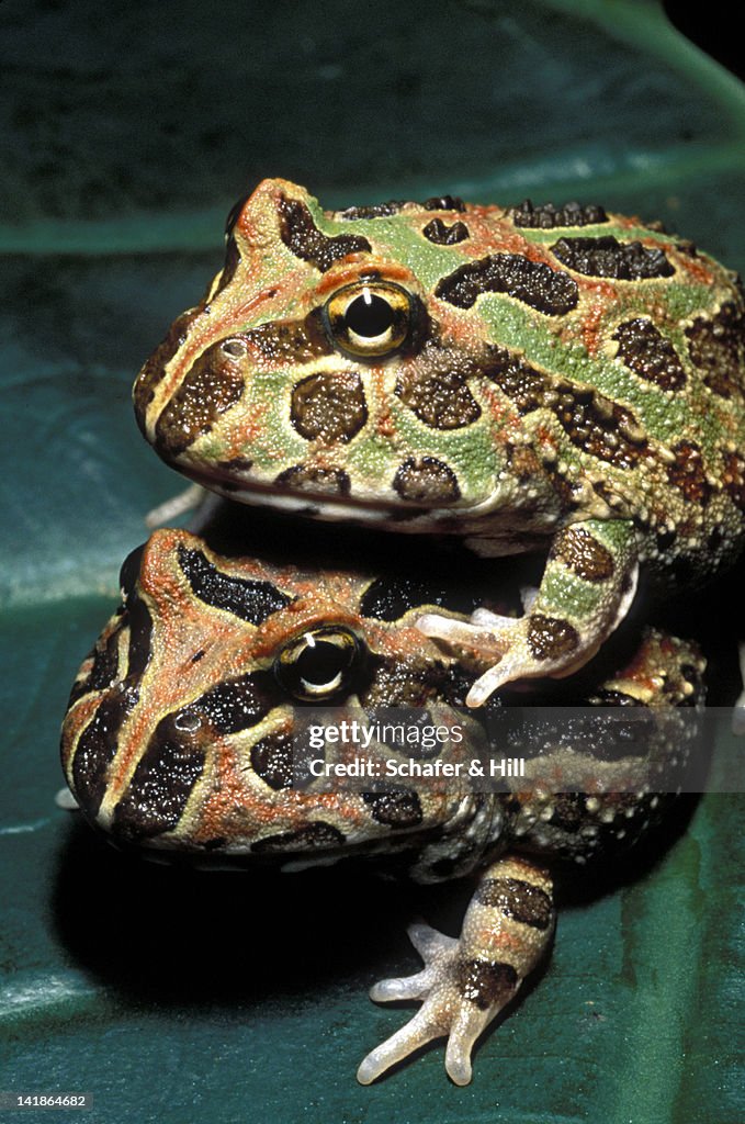 Ornate Horned frogs mating. Ceratophrys ornata. Brazil