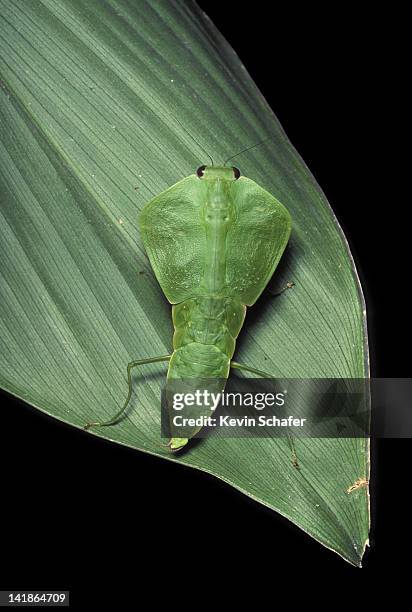 331 Tettigoniidae Katydid Stock Photos and High-Res Images - Getty
