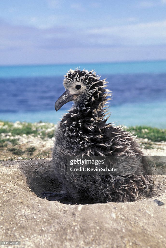 Laysan Albatross chick in nest. Diomedia immutabilis. Midway Atoll, NW Hawaiian islands, HI. February