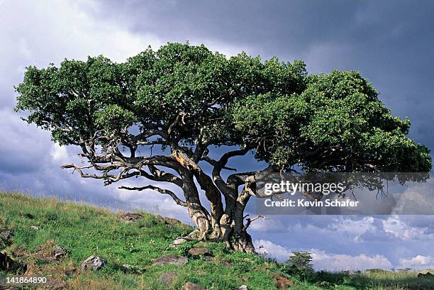 fig tree, ficus spp, leopard gorge, masai mara reserve, kenya - albero di fico foto e immagini stock