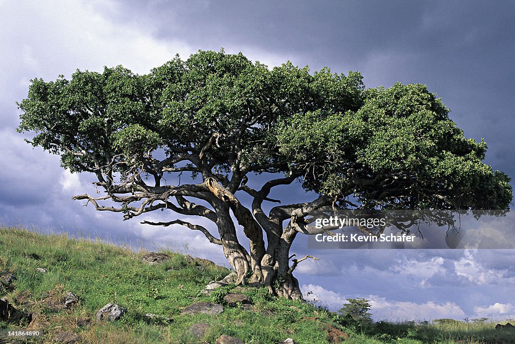 Muwonde Tree Fig Tree Ficus Spp Leopard Gorge Masai Mara Reserve Kenya High-Res ...