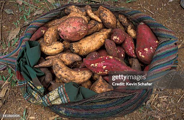 yams, a primary highlands food, papua new guinea - yam stock pictures, royalty-free photos & images