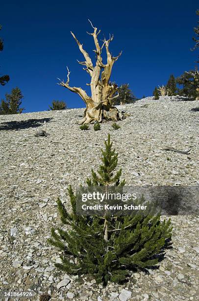 young bristlecone pine, pinus longaeva. methuselah grove, white mountains, california. - bristlecone pine stock pictures, royalty-free photos & images