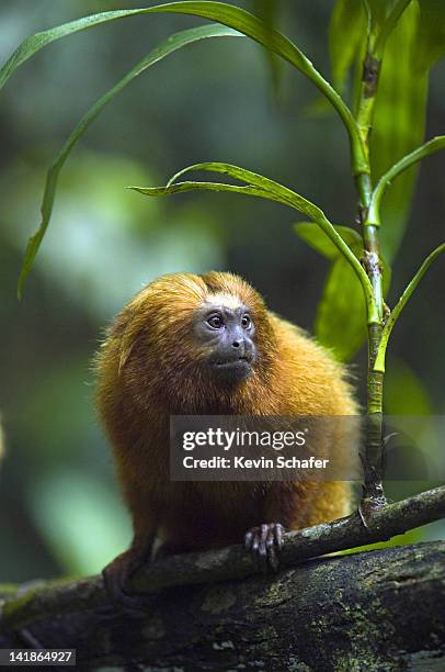 golden lion tamarin, leontopithecus rosalia. wild. endangered species. poco das antes reserve, riode janeiro state. atlantic forest. southeast brazil - animal em via de extinção imagens e fotografias de stock
