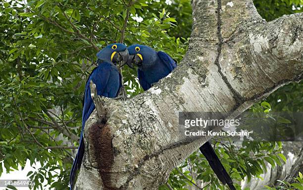 hyacinth macaws, anodorhynchus hyacinthinus. wild. at nest hole. northern pantanal mato grosso state, brazil - guacamayo fotografías e imágenes de stock