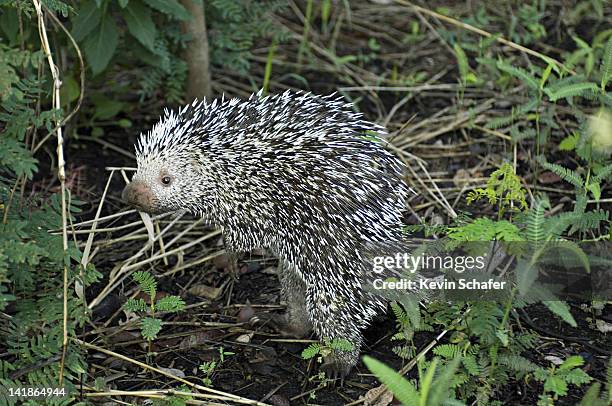 brazilian porcupine, coendou prehensilis. standing on hind legs. pantanal, brazil - brazilian porcupine stock pictures, royalty-free photos & images