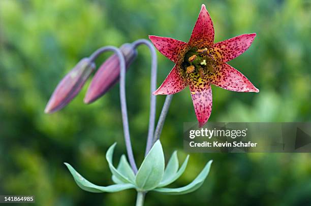 bolanders lily, lilium bolanderi. rare and endemic to siskiyou mountains. biscuit fire area, rough & ready creek, siskiyou mountains, southern oregon - ernstig bedreigde soorten stockfoto's en -beelden