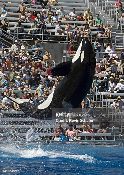 killer whale, (orcinus orca), captive. seaworld, san diego, california. - killer whale seaworld fotografías e imágenes de stock