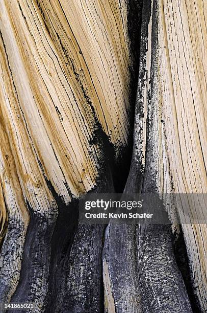 close-up bark detail of bristlecone pine, pinus longaeva. methuselah grove, white mountains, california. - bristlecone pine stock pictures, royalty-free photos & images