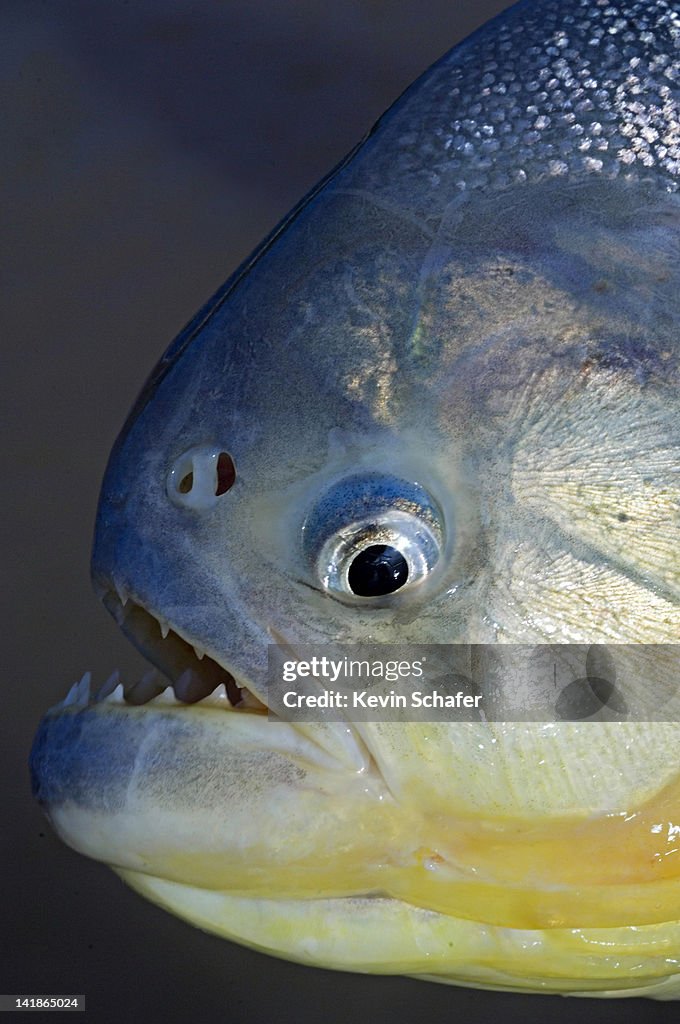 Close-up of Piranha. Wild. Pantanal, Mato Grosso, Brazil
