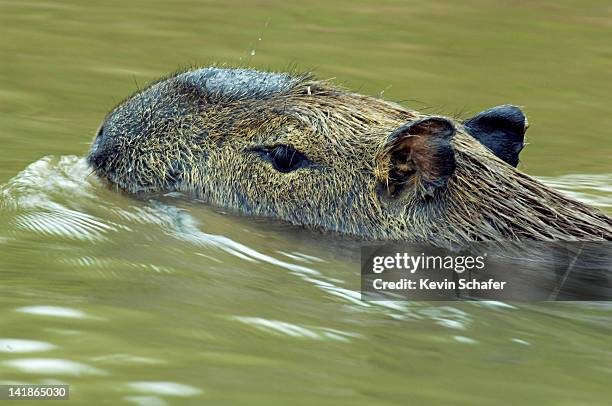 capybara, hydrochaeris hydrochaeris. male swimming in tres irmaos river, pantanal, mato grosso, brazil - endergónica - fotografias e filmes do acervo