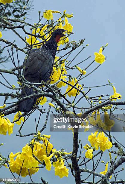 dusky-legged guan, penelope obscura, calling in ype tree (tabebuia chrysotricha). itatiaia national park, atlantic forest, southeast brazil - ipe yellow stock pictures, royalty-free photos & images