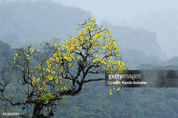 yellow trumpet tree or ype (tabebuia chrysotricha). itatiaia national park, southeast brazil - ipe yellow stock pictures, royalty-free photos & images