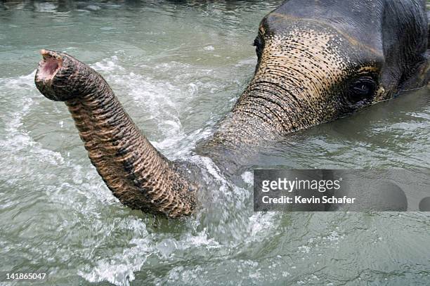 asian elephant bathing, (elephas maximus). corbett national park, india - endergónica - fotografias e filmes do acervo