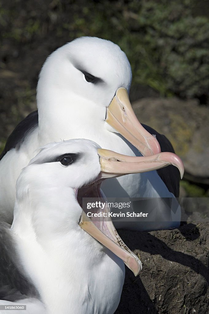 Black-browed Albatross (Thalassarche melanophris). Courting pair. Falkland Islands