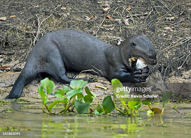 giant otter, pteronura brasiliensis. endangered. feeding along pixaim river, pantanal, mato grosso, brazil - endergónica - fotografias e filmes do acervo