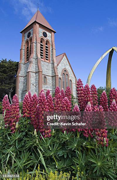 stanley cathedral and lupine. port stanley, falkland islands - east falkland island stock pictures, royalty-free photos & images