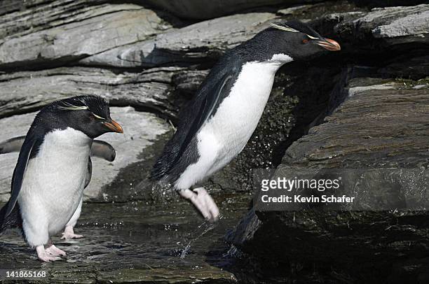 rockhopper penguin (eudyptes chrysocome) hopping over rocks. falkland islands - rockhopper penguin stock pictures, royalty-free photos & images