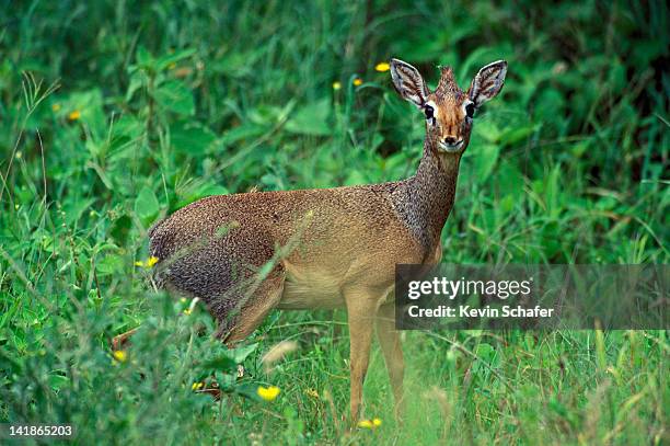 dik-dik antelope, madoqua kirkii, has mobile snout, serengeti national park, tanzania - endergónica - fotografias e filmes do acervo