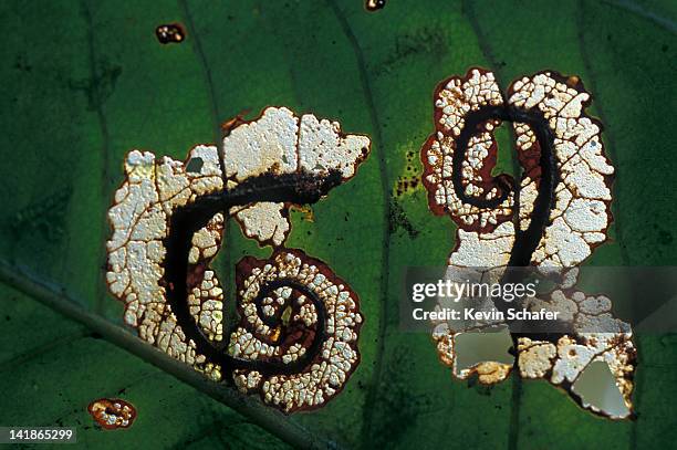 Skeletonizing Insects 21 La Planada Reserve Stock Photos, High-Res Pictures, and Images ...