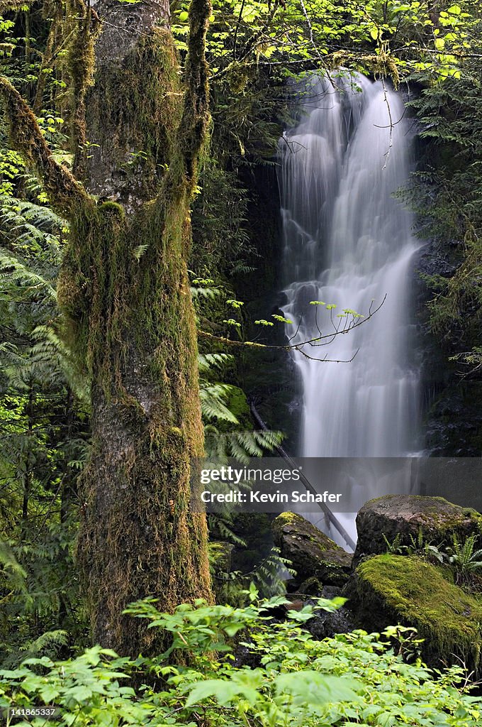 Olympic National Park, Washington. Quinault River Valley. Temperate Rainforest. Merriman Falls. May