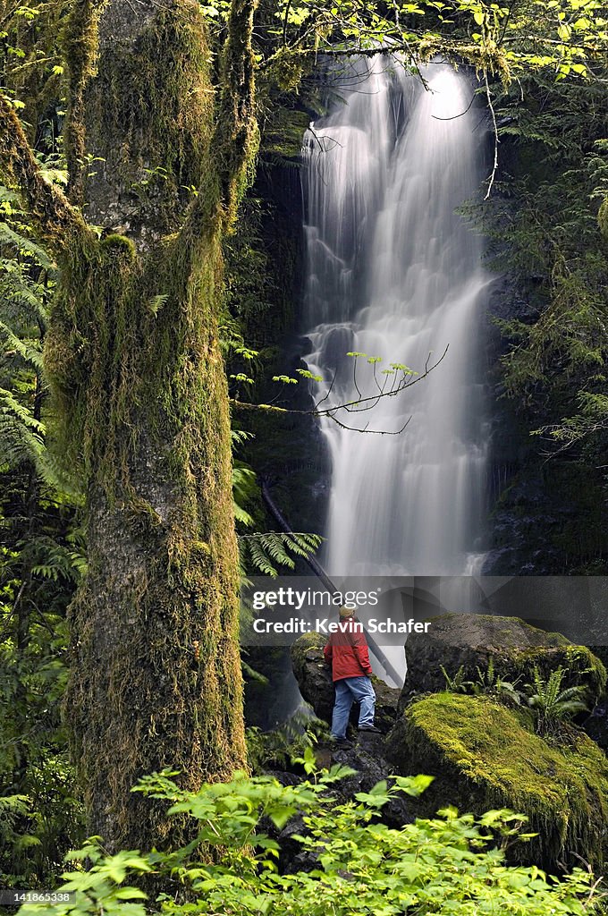 Olympic National Park, Washington. Man standing near Merriman Falls. Quinault River Valley. May (MR)
