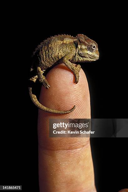 139 Of Baby Chameleons Stock Photos, High-Res Pictures, and Images - Getty  Images
