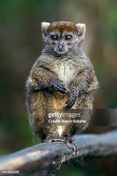 gray bamboo lemur, hapalemur griseus, analamazaotra (perinet) reserve, madagascar - endergónica - fotografias e filmes do acervo