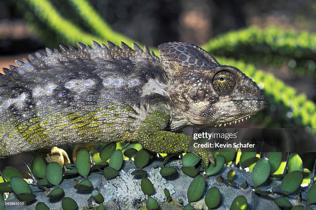 Warty Chameleon, Furcifer verrucosus, on Alluaudia, spiny desert plant, Southwestern Madagascar.