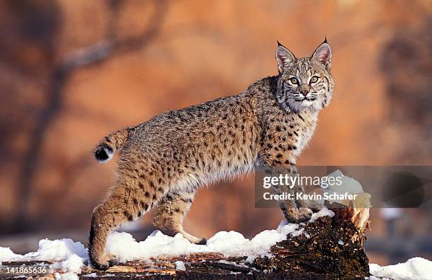 bobcat, felis rufus, uinta national forest, utah, usa - lynx photos et images de collection