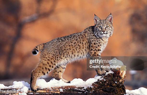 bobcat, felis rufus, uinta national forest, utah, usa - endergónica - fotografias e filmes do acervo