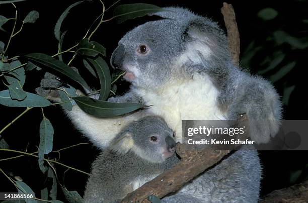 koalas. mother & young. phascolarctos cinereus. blue mountains. new south wales. australia. - endergónica - fotografias e filmes do acervo