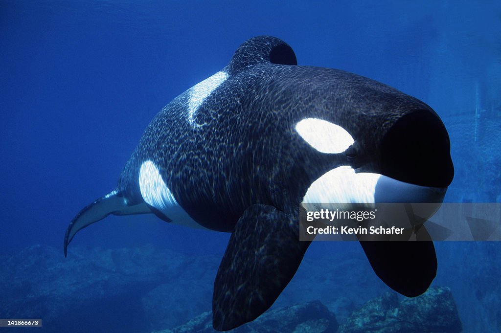 KILLER WHALE (ORCA) KEIKO: FREE WILLY, ORCINUS ORCA. OREGON COAST AQUARIUM, OREGON 6/97 121551